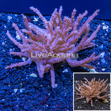 Tree Coral Indonesia