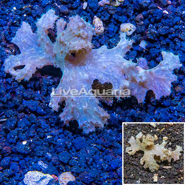 Sinularia Leather Coral Vietnam