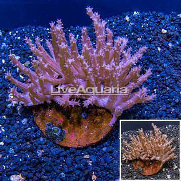 Tree Coral Indonesia