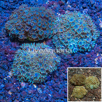 LiveAquaria® Cultured Blue Sympodium Coral, Three Pack