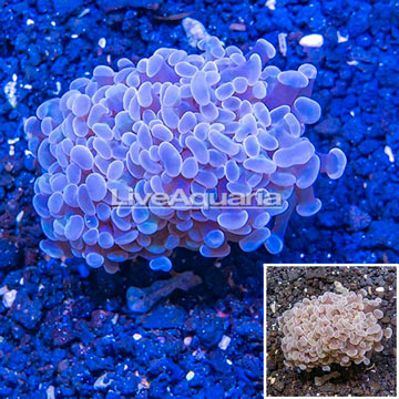 LiveAquaria® Cultured Hammer Coral