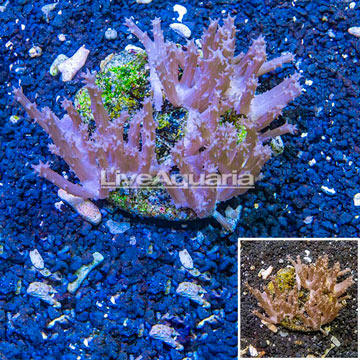 Tree Coral Indonesia