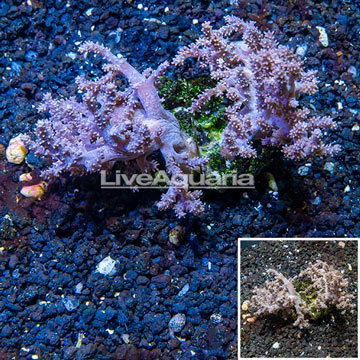 Sinularia Leather Coral Indonesia