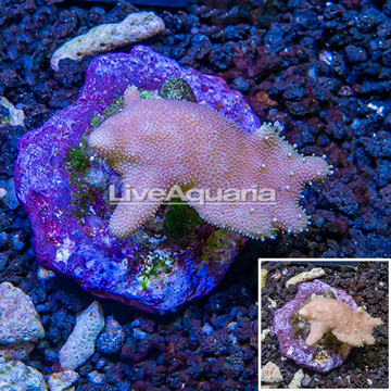 Devil's Hand Leather Coral Indonesia