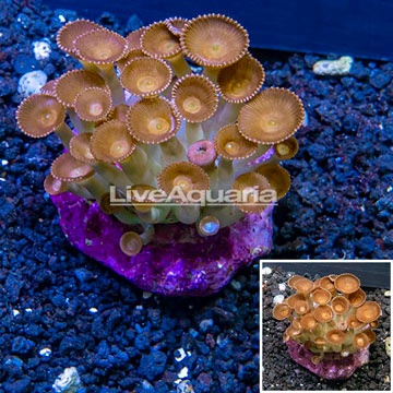 Protopalythoa Coral Indonesia