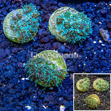 LiveAquaria® Three Pack Cultured Galaxea Coral