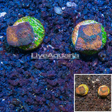LiveAquaria® Two Pack Cultured Acan Echinata Coral