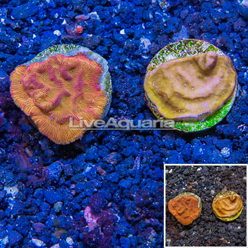LiveAquaria® Two Pack Cultured Leptoseris Coral