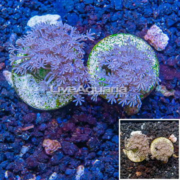 LiveAquaria® Two Pack Cultured Pom Pom Xenia Coral