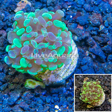 LiveAquaria® Cultured Hammer Coral