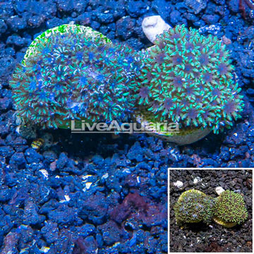 LiveAquaria® Two Pack Cultured Sympodium Coral