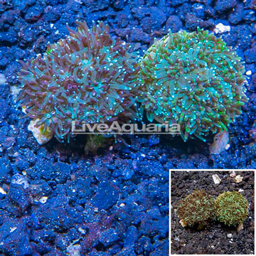 LiveAquaria® Two Pack Cultured Galaxea Coral