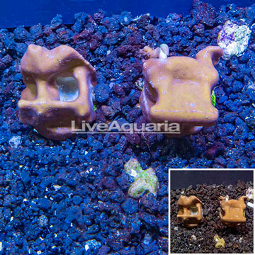 LiveAquaria® Two Pack Cultured Blue Ridge Coral