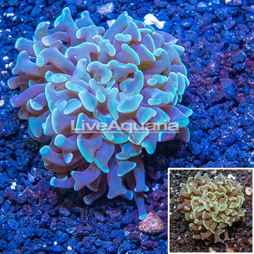 LiveAquaria® Cultured Hammer Coral