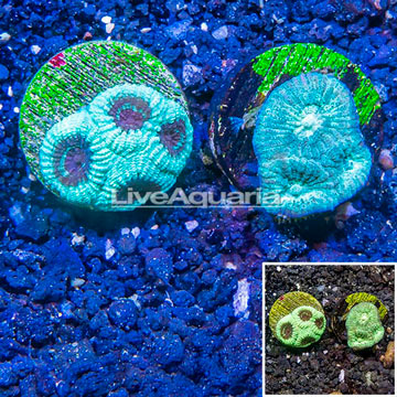 LiveAquaria® Two Pack Cultured Goniastrea Brain Coral