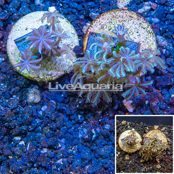 LiveAquaria® Cultured Anthelia Coral, Two Pack