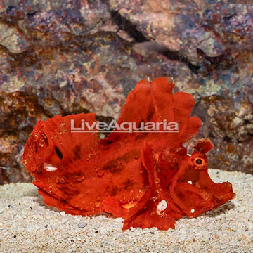 Eschmeyer's Scorpionfish, Orange