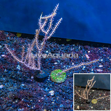 LiveAquaria® Cultured Purple Sea Whip, Two Pack