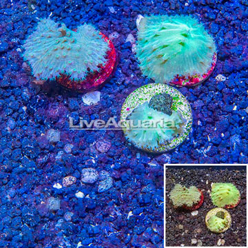 LiveAquaria® Cultured Green Cabbage Leather Coral, Three Pack