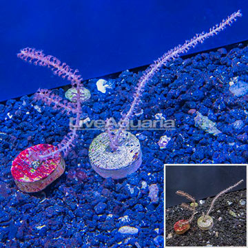 LiveAquaria® Cultured Purple Sea Whip, Two Pack