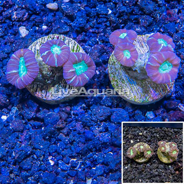 LiveAquaria® Cultured Candy Cane Coral, Two Pack
