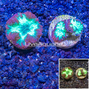 LiveAquaria® Two Pack Cultured Blastomussa Coral