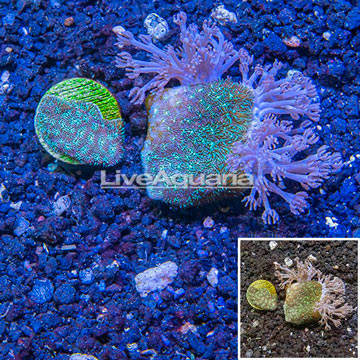 LiveAquaria® Cultured Xenia & Leptoseris Coral, Two Pack