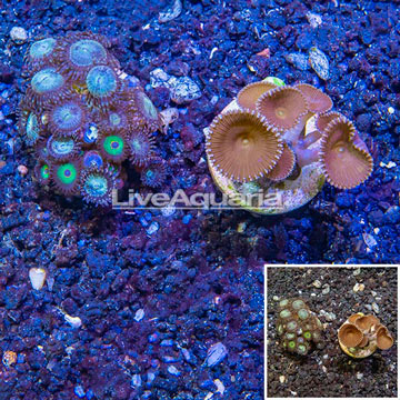 LiveAquaria® Cultured Zoanthus and Protopalythoa Coral, Two Pack