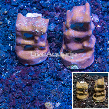 LiveAquaria® Cultured Blue Ridge Coral, Two Pack