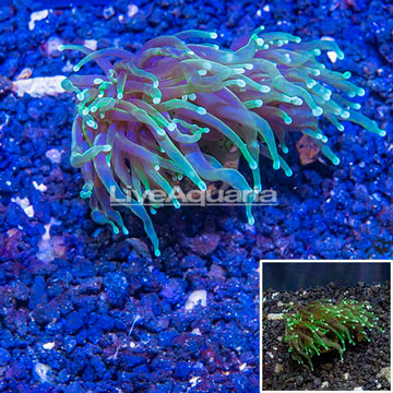 LiveAquaria® Cultured Torch Coral