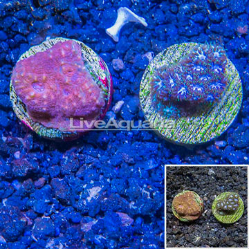 LiveAquaria® Cultured Chalice & Leptastrea Coral, Two Pack