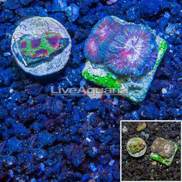 USA Cultured Goniastrea & Wolverine Favia Brain Coral, Two Pack