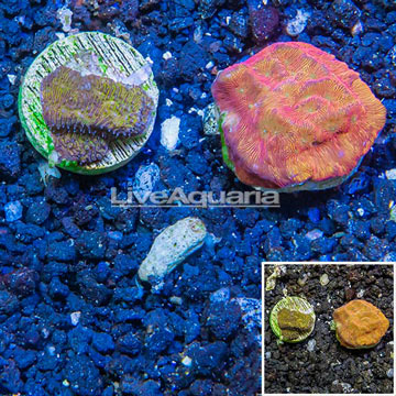 LiveAquaria® Cultured Leptoseris Coral, Two Pack