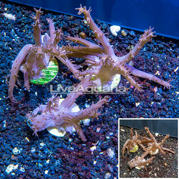 LiveAquaria® Cultured Tree Coral, Three Pack