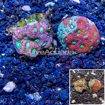 LiveAquaria® Cultured Favia Coral, Two Pack