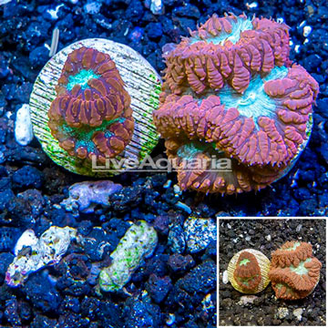 LiveAquaria® Cultured Blastomussa Coral, Two Pack