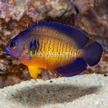 Coral Beauty Angelfish