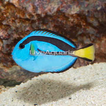 Blue Tang