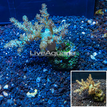 Pineapple Tree Coral Indonesia