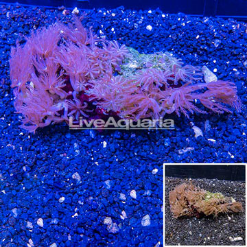 Waving Hand Coral Vietnam