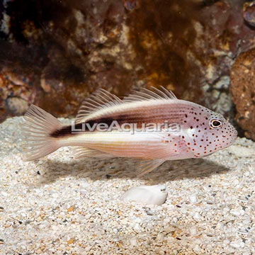 Freckled Hawkfish