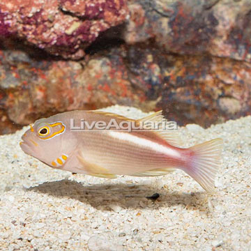 Arc-eye Hawkfish