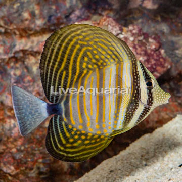 Sailfin Tang, Desjardini