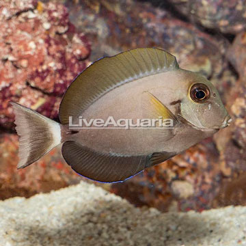 Epaulette Surgeonfish [Blemish]