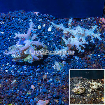 Sinularia Leather Coral Vietnam, Two Pack