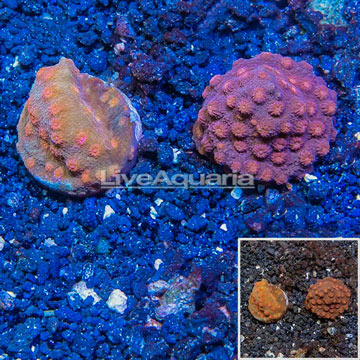 LiveAquaria® Two Pack Cultured Cyphastrea Frag