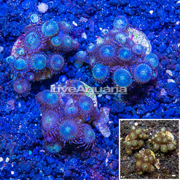 LiveAquaria® Three Pack Cultured Zoanthus Coral
