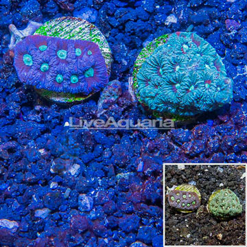 LiveAquaria® Two Pack Cultured Favites Coral