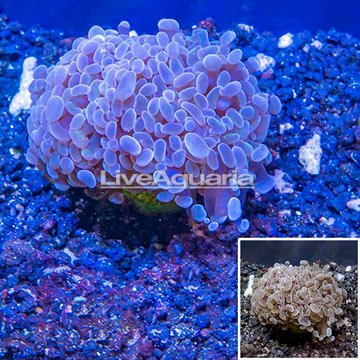 LiveAquaria® Cultured Hammer Coral