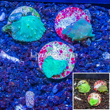 LiveAquaria® Three Pack Cultured Cabbage Leather Coral